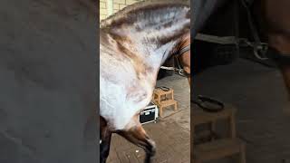 Why do Horses sweat foam science facts shorts [upl. by Hsihsa138]