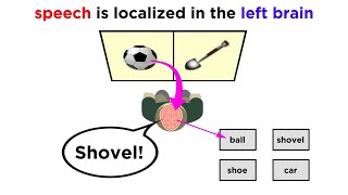 Brain Lateralization The Split Brain [upl. by Ettennahs]