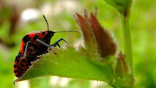 Graphosoma lineatum  Streifenwanze  Minstrel Bug [upl. by Naujit236]