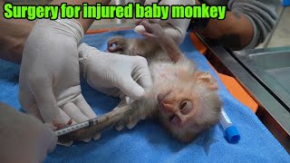 Take the injured baby monkey to the vet hospital for treatment after the rescue [upl. by Nainatrad832]