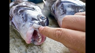 Tautog Catch Clean and Cook  Tautog Fishing [upl. by Akehs]