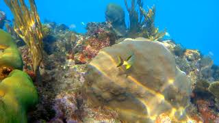 Snorkeling Jibacoa Cuba [upl. by Ahsimal]