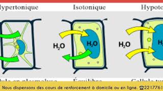 Svt1ierecorrectiondunexerciceechange cellulaire [upl. by Odel635]