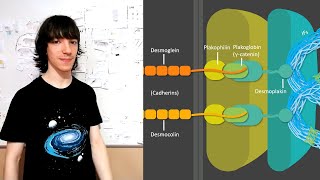 Desmosomes Structure and Functions [upl. by Sucram]