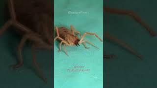 Camel Spider  Natures Desert Nightmare shorts animals [upl. by Anig]