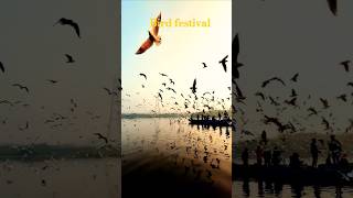 Bird festival in a lake😍 musicnatureoutdoorphotographywildphotographywildlifephotographybirds [upl. by Ahsinwad]