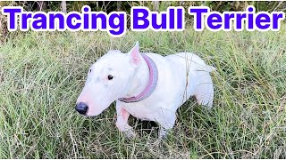 Meditating Bull Terrier trancing dog compilation [upl. by Aeslahc]