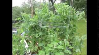 TRG 2012 How to Grow Peas in Containers Planting to Picking [upl. by Ynamad404]