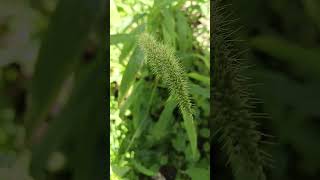 Pennisetum setaceum is a perennial grass and aggressive weedflower is a panicle with spikes [upl. by Oiretule382]