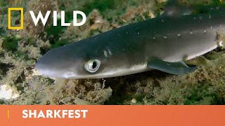 Snot Fish Vs Dogfish Shark  Sharkfest  National Geographic WILD UK [upl. by Aubreir671]