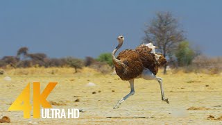 4K Ostrich the Flightless Bird  African Wildlife Documentary Film with Narration [upl. by Esyak12]