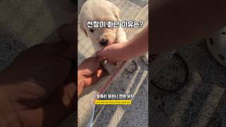 언 놈이 그랬어 우리새끼를  남해 리트리버 goldenretriever 몽실이 puppy 강아지 babydog [upl. by Friedly]