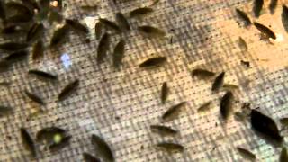 Freshwater Amphipods LOTS [upl. by Malaspina]