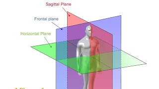 Les plans anatomiques de référence [upl. by Dolora]