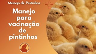 Manejo para vacinação de pintinhos [upl. by Jarad]