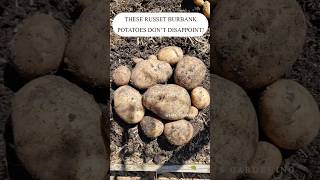 These Russet Burbank Potatoes Dont Disappoint potato harvesting harvest russetburbank [upl. by Neemsay]