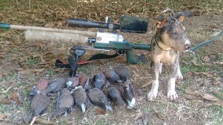 Hunting Collared dove 45 yrd puppy under training [upl. by Llerihs]