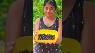 Jaboticaba fruit harvesting ✨ [upl. by Nosniv]