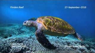 The Turtle Cleaning Station of Flinders Reef Moreton Bay Marine Park [upl. by Bein854]