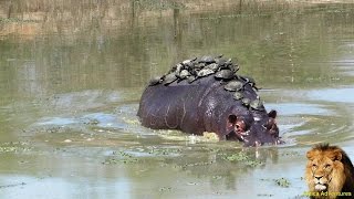 A Record Thirty Turtle Terrapins Riding On Hippo Back [upl. by Vasiliu324]