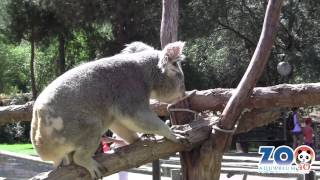 Conoce a nuestros Koalas II  Zoo Madrid [upl. by Coppock557]