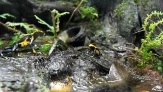 Dendrobates Tinctorius Feeding 3 [upl. by Amery]