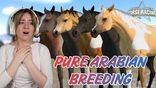 BREEDING A FULL STABLE OF PURE ARABIAN HORSES  Rival Stars Horse Racing  Pinehaven [upl. by Artimed]