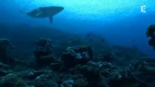 Le Megalodon ancêtre du Requin Blanc DOCUMENTAIRE [upl. by Oramug]