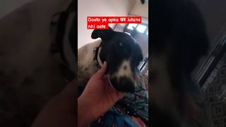 Inko bas🩷प्यार chaiye dog petlover cuteanimal trending puppy viralvideo [upl. by Eiddet]