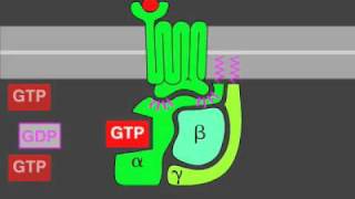 Gprotein signaling [upl. by Silbahc]