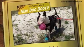 Bull Terrier Milas new Dog Boots [upl. by Yelha324]