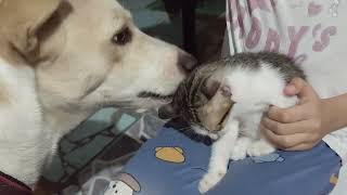 cat grooming by a dog David vs Peanut doglover catlover petlovers [upl. by Morgen]