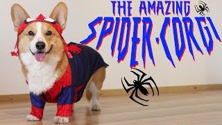 THE AMAZING SPIDERCORGI  Topi the Corgi [upl. by Ydda]