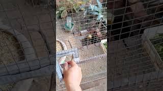 kasih makan burung di aviary  bird feeding [upl. by Alikat]