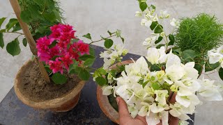 Tips for growing bougainvillea in containers [upl. by Mellitz734]