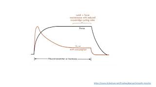 MED MUSI 111 Smooth Muscle excitation contraction coupling 2 [upl. by Aloisius]