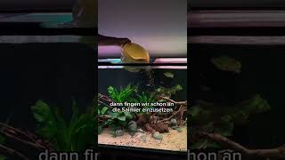 Part 2  1000L Amazonasaquarium einrichten aquarium aquaristik aquascape aquariumhobby [upl. by Gregg493]