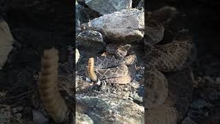 Rattlesnake rattlesnake snake shortsfeed shorts ytshorts subscribe trending viralshortvideo [upl. by Ahsilyt]