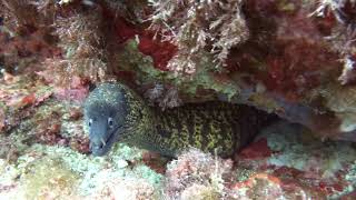 Morena mediterranea Muraena helena  Mediterranean Moray Eel [upl. by Tsirhc]