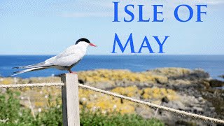 ISLE OF MAY SCOTLAND  The thousands birds territory GoPro [upl. by Barthol726]