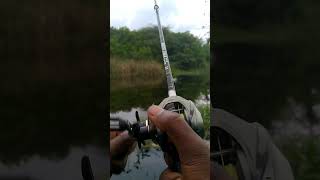 Channa striata Live attack on rubber frogs  snakehead fishing  viral fishing fortuneangler [upl. by Avigdor]