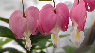 Bleeding Heart Plant [upl. by Lagiba539]