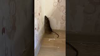 Когда ремонт затянулся 😂 rat ratslife ratslife крыса питомец ремонт [upl. by Monsour897]