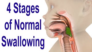 The 4 Stages of Swallowing Biomechanics amp Bolus Movement [upl. by Schach]