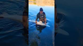 Idaho Sturgeon fishingshorts rivermonsters fishingvideo fishinglife [upl. by Enovad793]