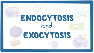 Endocytosis and exocytosis [upl. by Moonier]