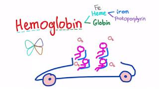 Hemoglobin Structure Whats In Your Red Blood Cell [upl. by Torray]