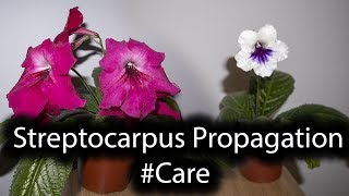 Streptocarpus CareTIPSStrepts Blooming [upl. by Ocer]