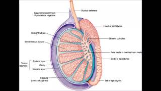 Inflammation du testicule orchite [upl. by Arac]