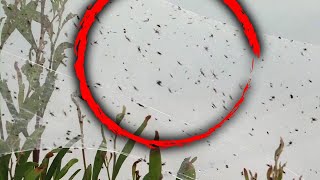 Swarms of Spiders Invade Southern Australia Amid Heavy Rains [upl. by Ayenat]